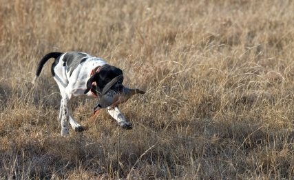 Pointer su pernice